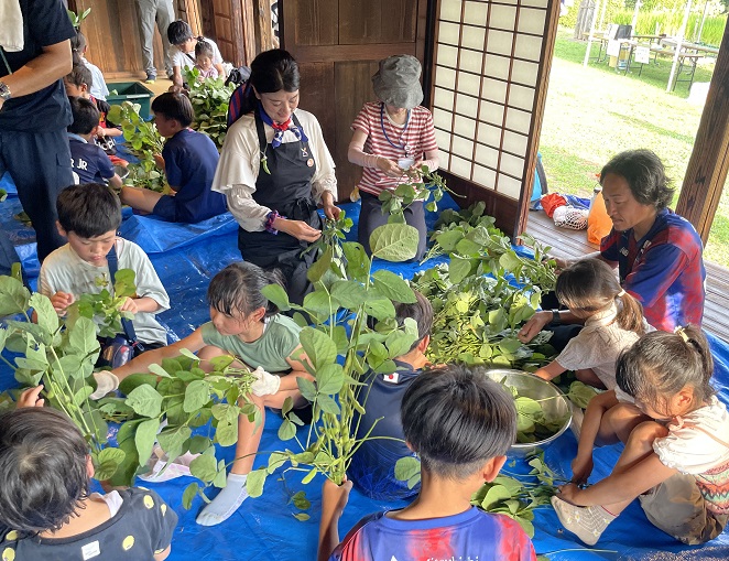 収穫した枝豆の選り分け